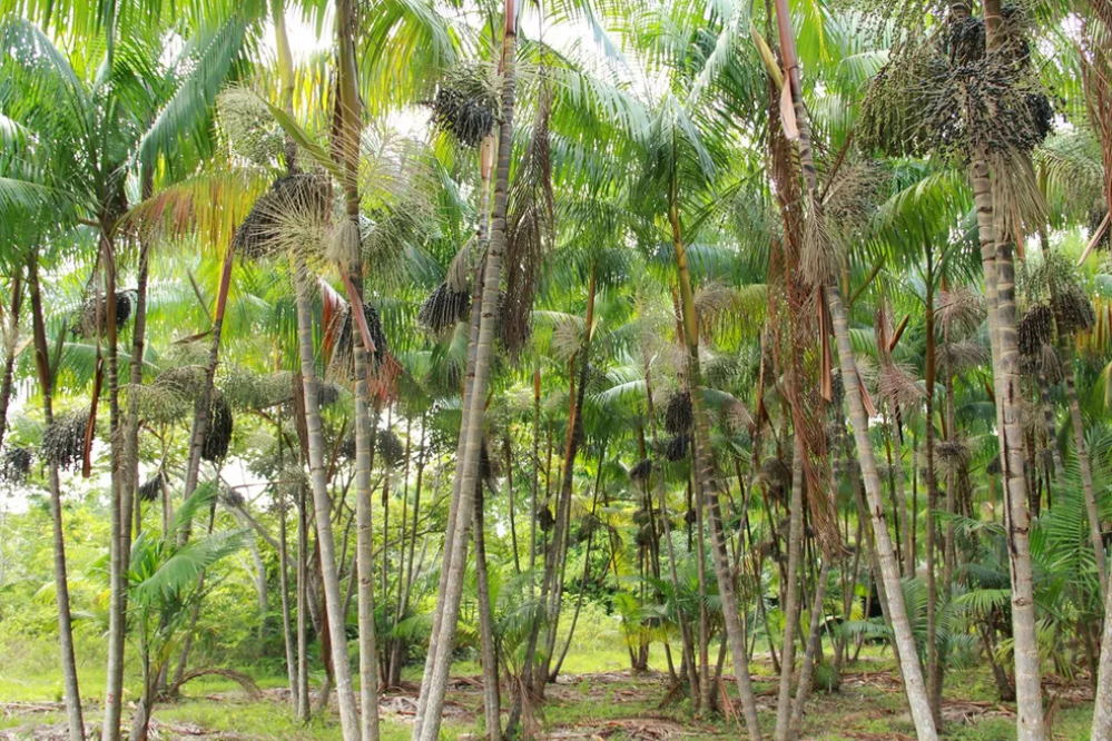 Projeto Açaí - Segunda Economia da cooperativa